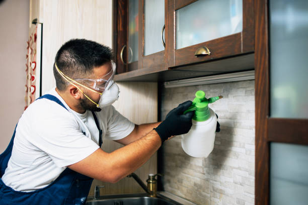 Best Affordable Pest Control Services  in El Dorado Hills, CA