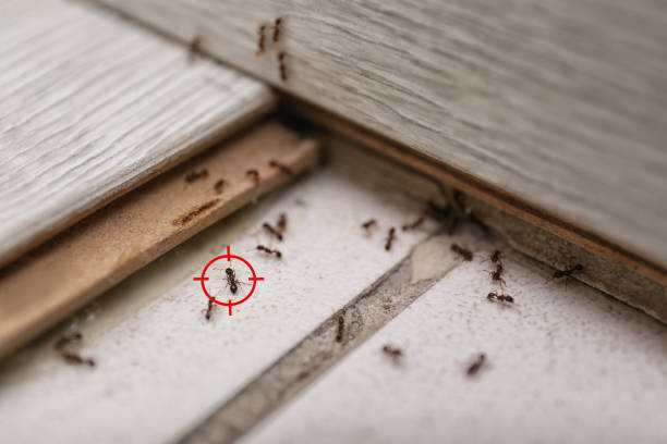 Best Wildlife Control Services  in El Dorado Hills, CA