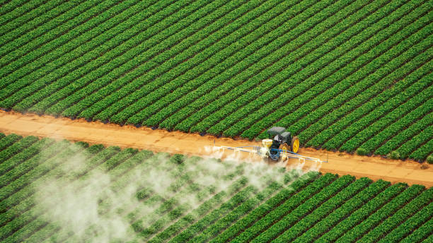 Best Ant Control Services  in El Dorado Hills, CA