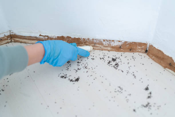 Best Mosquito Control Services  in El Dorado Hills, CA